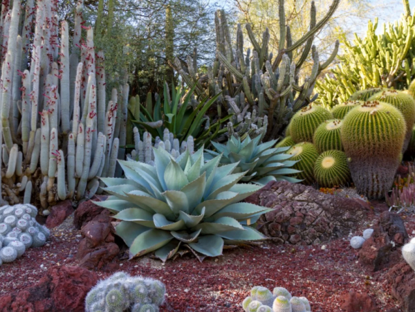 Taman dengan tanaman kaktus dan tanah gurun